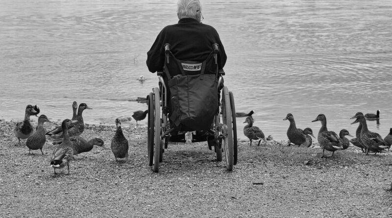 man, wheelchair, ducks, lake, nature, water, feed, person